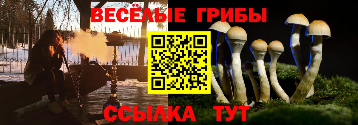 Галлюциногенные грибы Psilocybine cubensis Кунгур